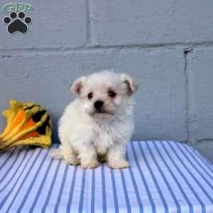 Silas, Maltese Puppy